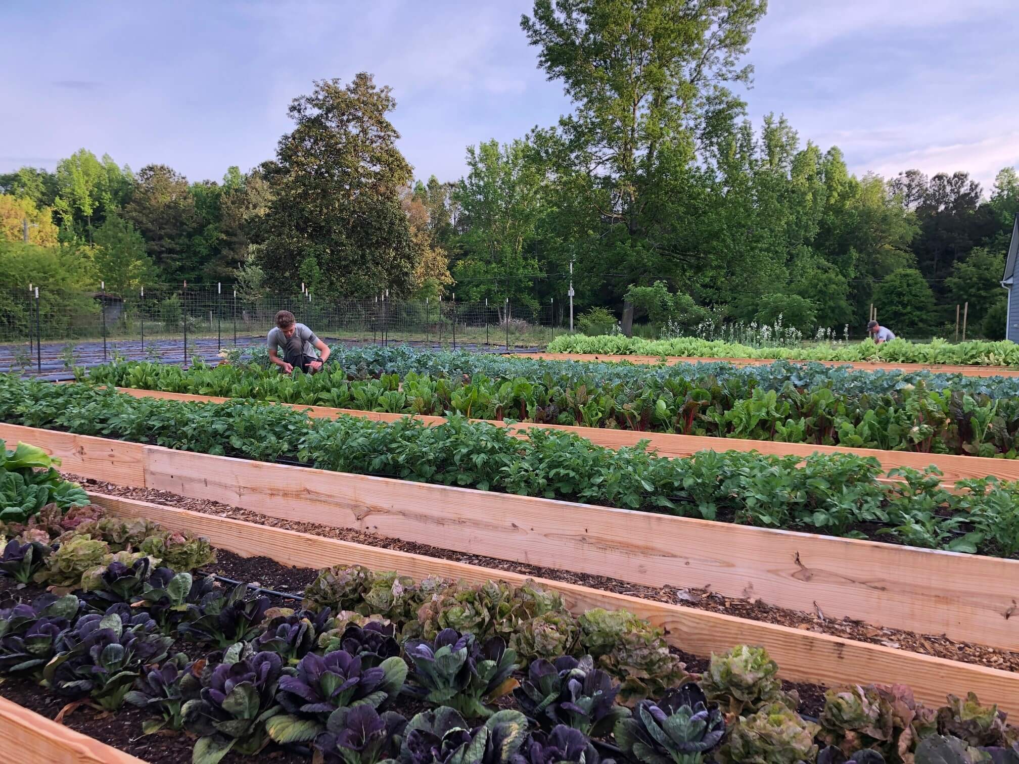 Raised bed harvest